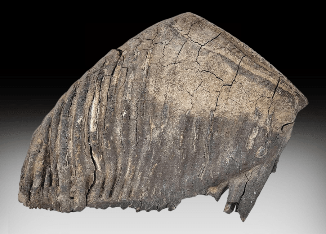12 Pound Woolly Mammoth Tooth