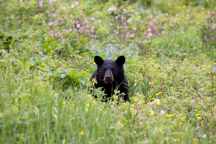 Image for Eagle River Nature Center's September Nights 2024