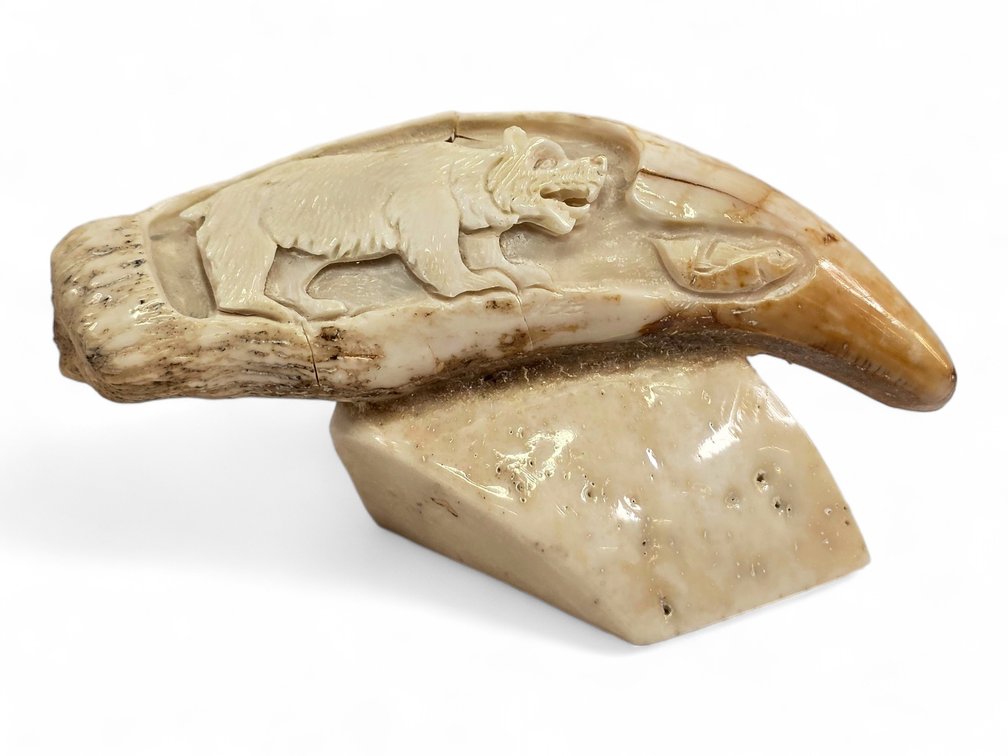 Mineralized Bear Tooth Carving