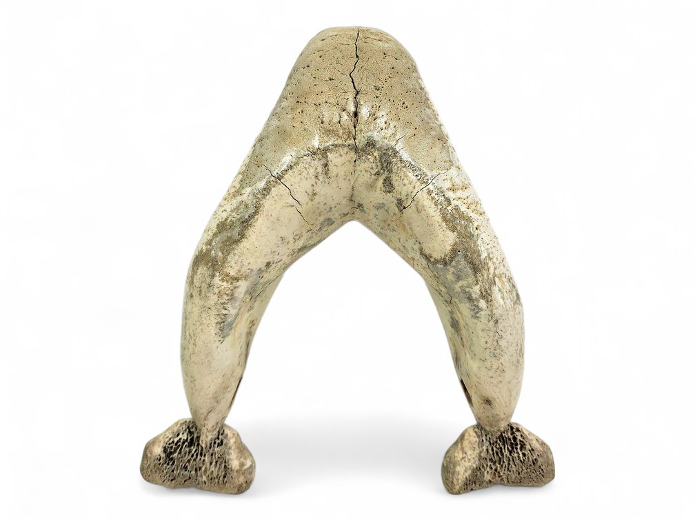 Carved Walrus Mandible