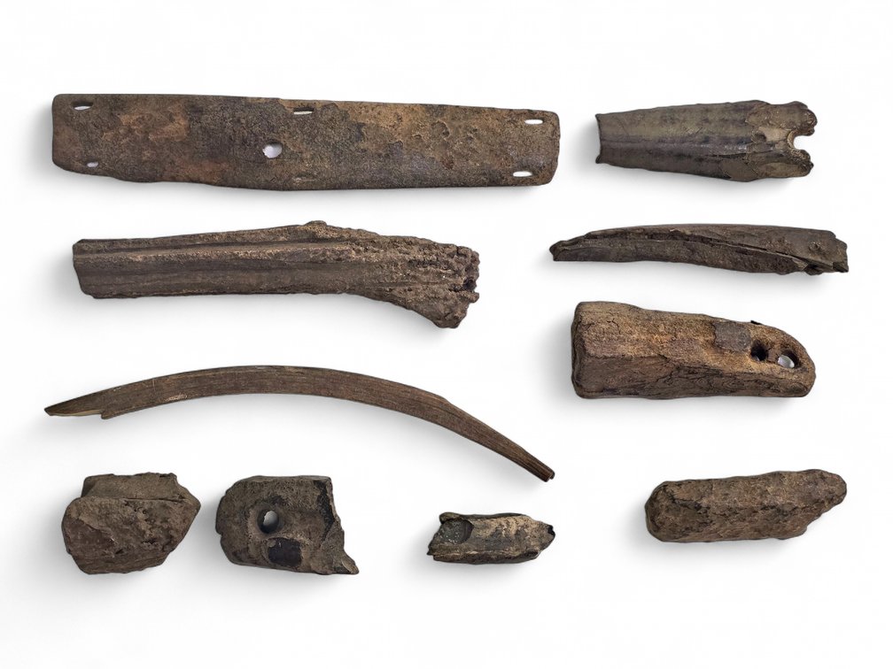 10x Artifacts & Fossilized Bone & Wood Specimens