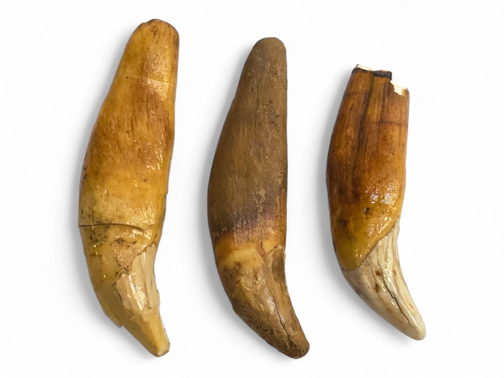 Fossilized Bear Teeth