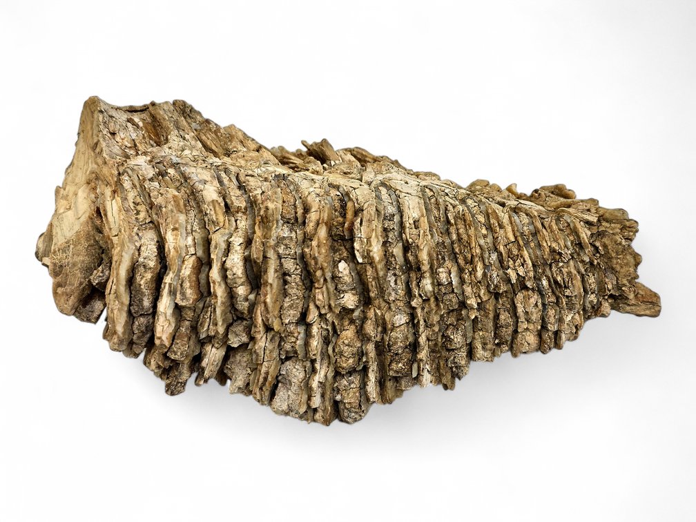 A Woolly Mammoth Tooth