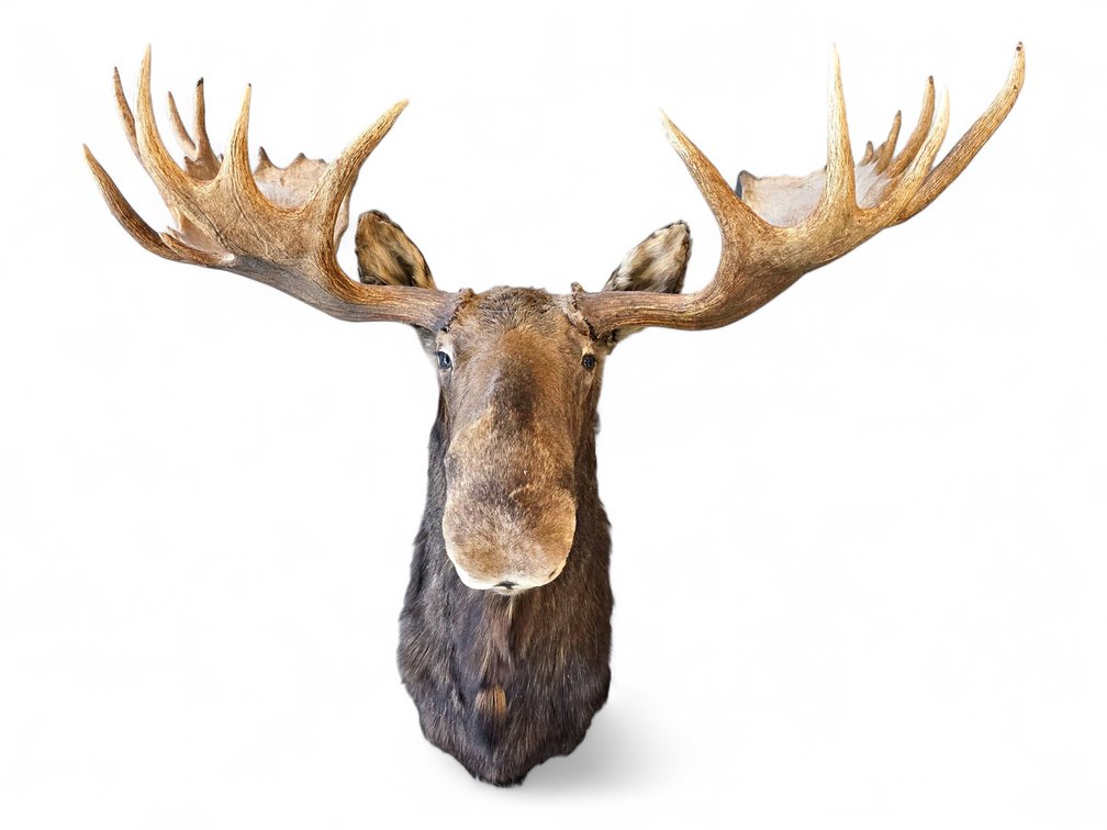 Trophy Alaskan Bull Moose Taxidermy Mount