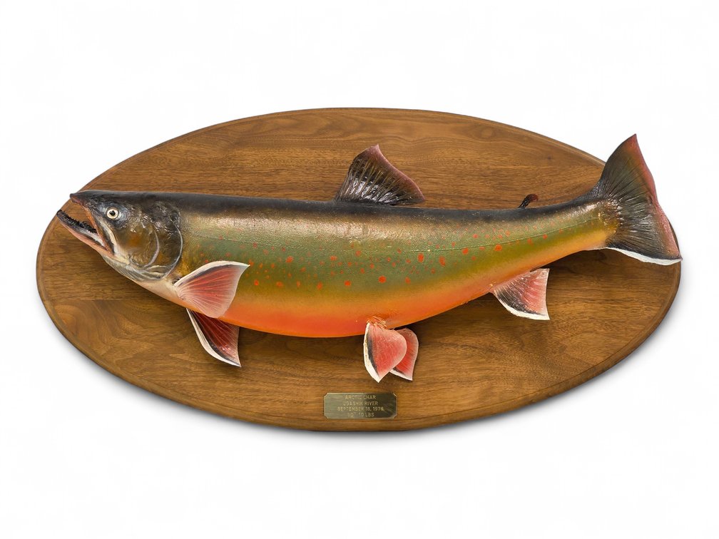 A Trophy Size Alaskan Arctic Char Taxidermy Mount