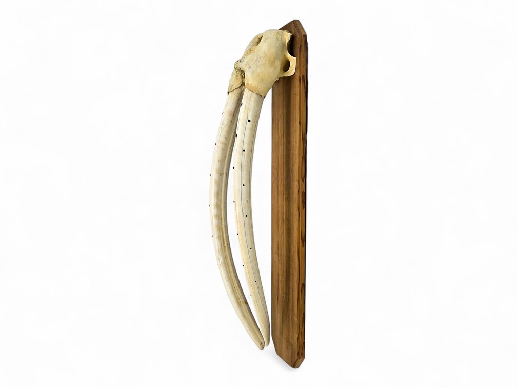 Female Alaskan Walrus Head Mount with Baleen-Inlaid Tusks