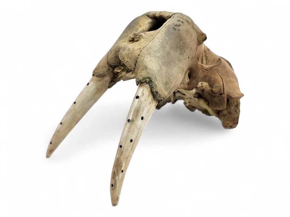 Alaskan Pacific Walrus Skull with Baleen Decorated Tusks