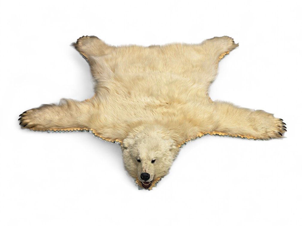 A Rare Juvenile Polar Bear Rug
