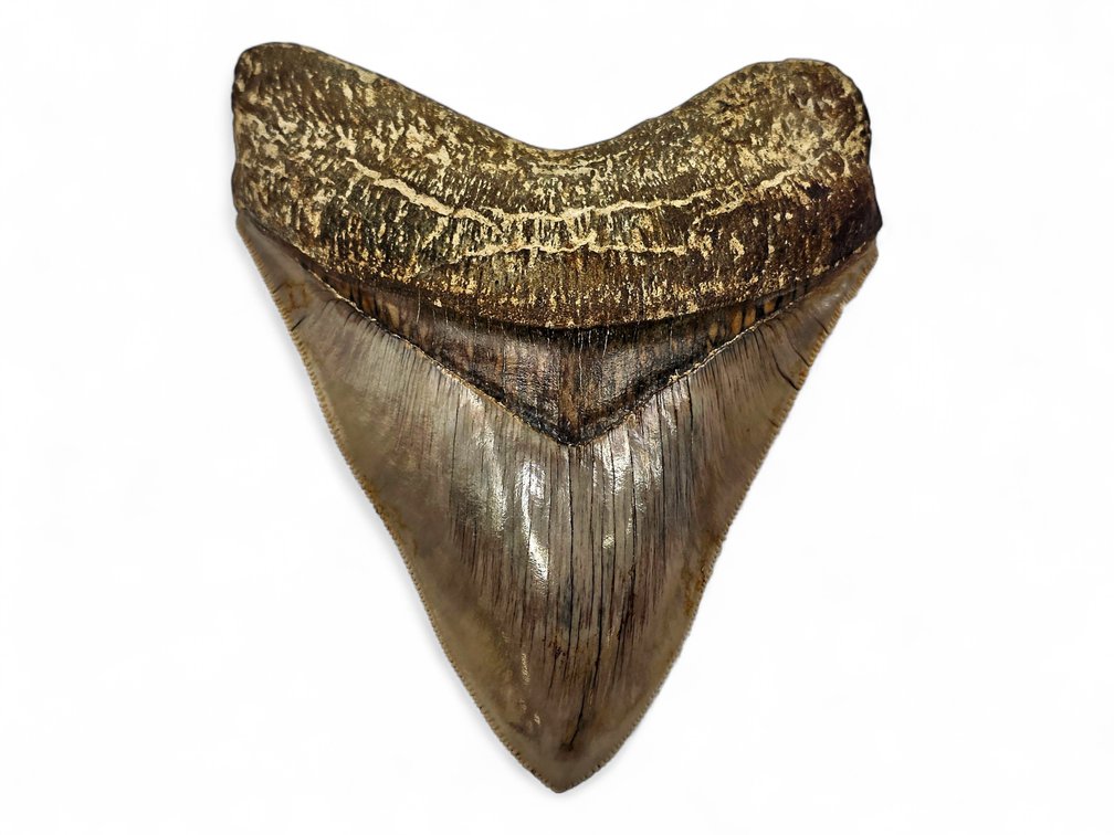 4.76" Exotic Megalodon Shark Tooth Fossil