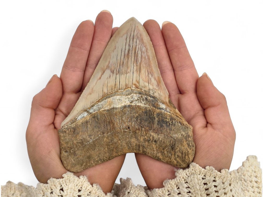 5.53" Exotic Megalodon Shark Tooth Fossil