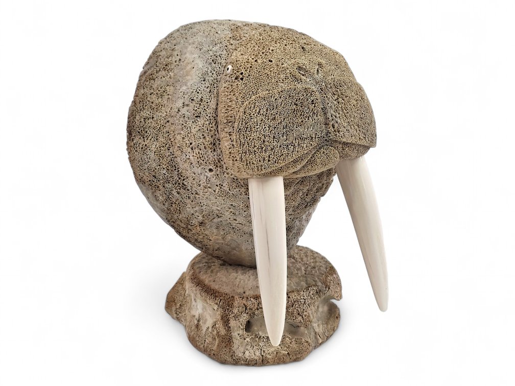 Walrus Head Sculpture in Fossil Whale Bone - Ron Apangalook