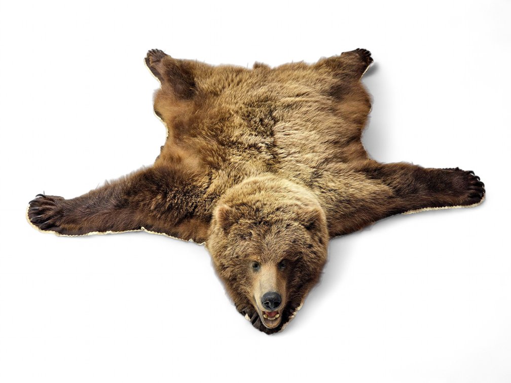 Alaskan Brown Bear Taxidermy Rug