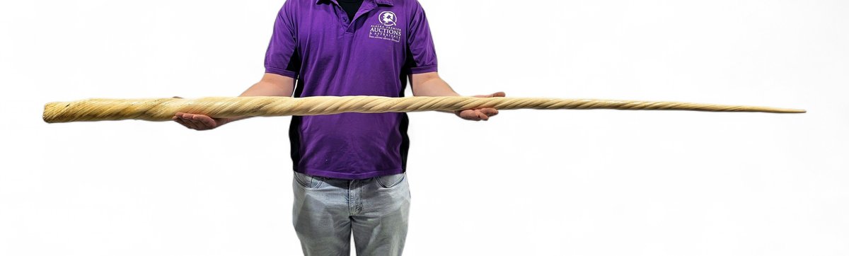 85" Narwhal Tusk