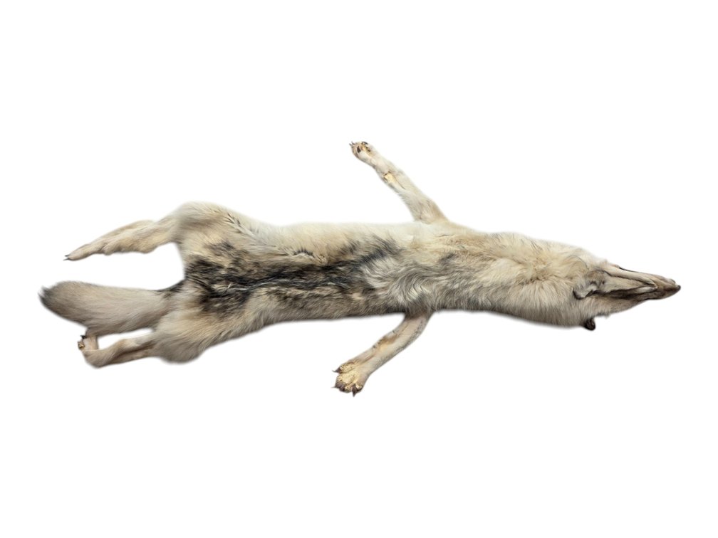 Arctic Wolf Pelt