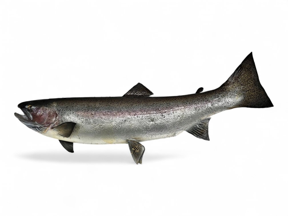 Rainbow Trout Taxidermy Mount