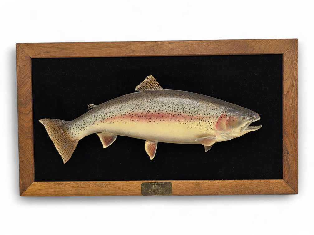 Rainbow Trout Taxidermy Mount