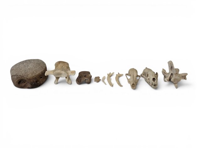 Vertebra, Bear Skull, Wolf Skull & Mandibles