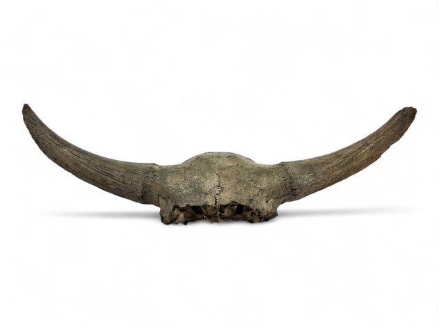 Ice Age Fossil Bison Skull Cap with Horn Cores, Likely Steppe Bison (Bison priscus)