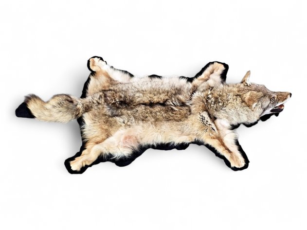 Taxidermy Coyote Pelt Rug