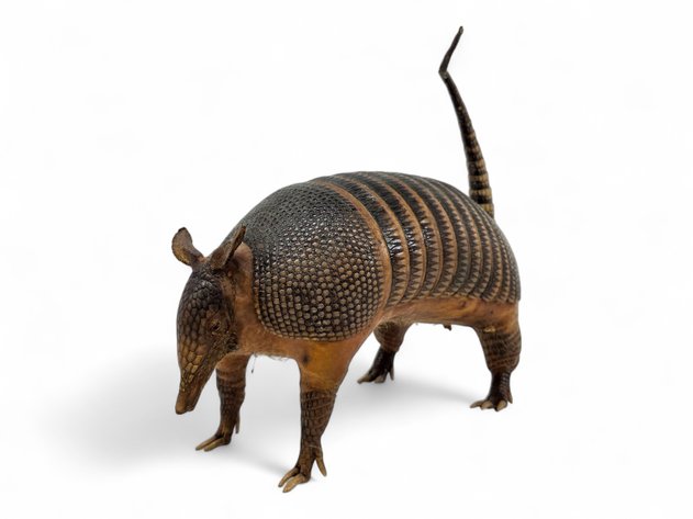 Full-Body Taxidermy Armadillo Mount