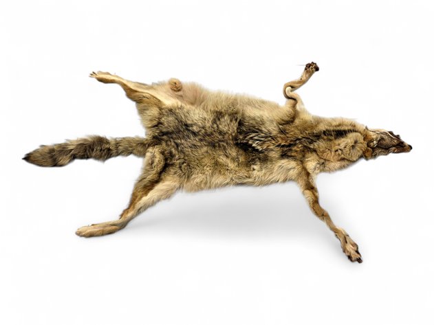 Tanned Taxidermy Full-Body Coyote Pelt