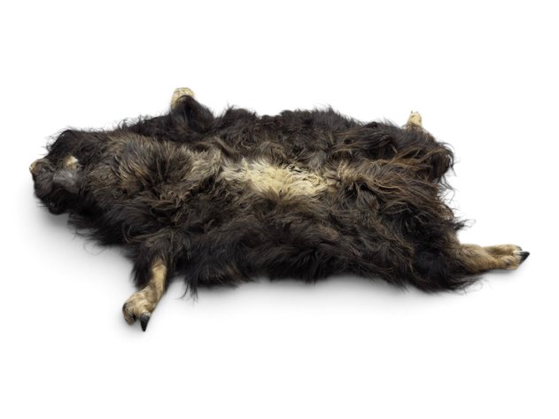 Full-Body Tanned Muskox Hide