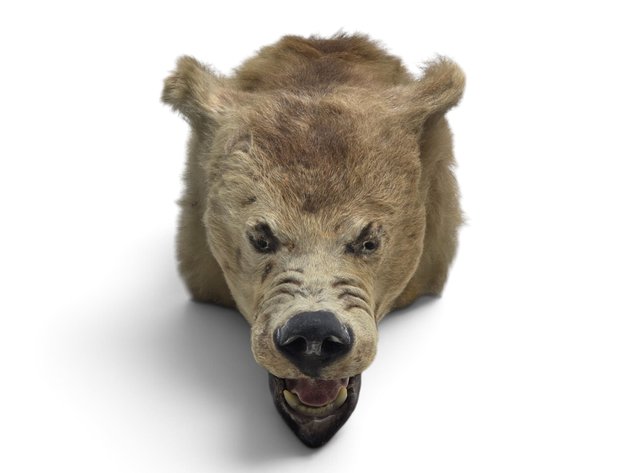 Brown Bear Head Taxidermy Mount