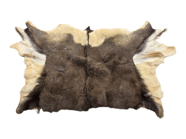 Sitka Black-Tailed Deer Hide