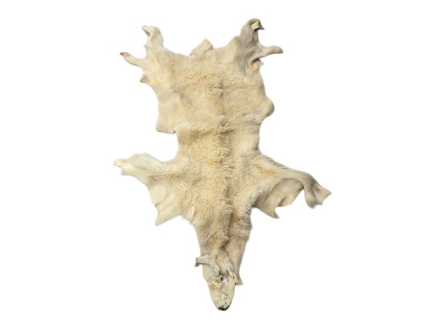 Mountain Goat Unmounted Pelt