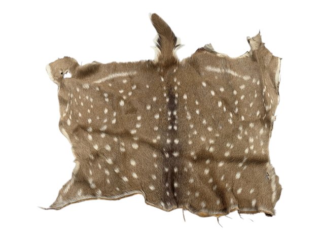 Axis Deer Hide