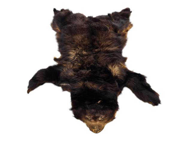 Black Bear Pelt