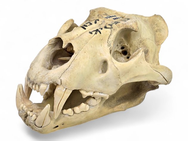 Lion Skull