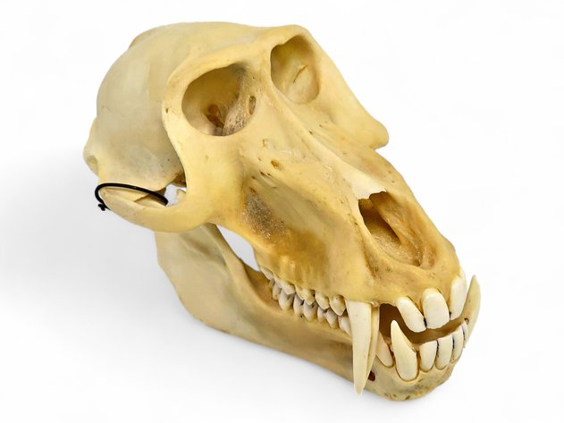 Baboon Skull