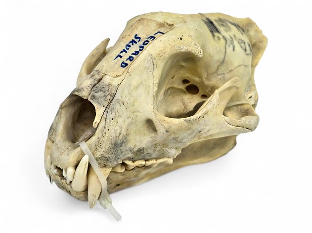 Leopard Skull