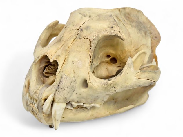 Cougar Skull