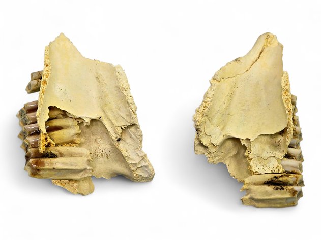 Upper Sheep Jawbone (Maxilla) Fragments