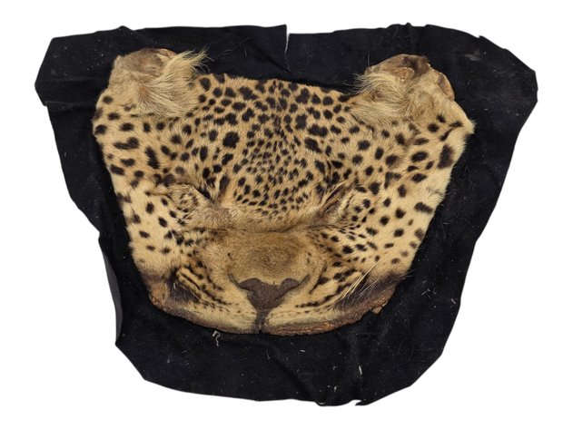 Leopard Face Pelt