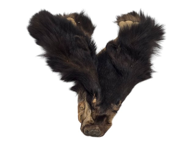 Black Bear Face Pelt