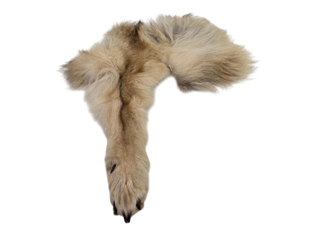 Gray Wolf Leg Pelt Fragment