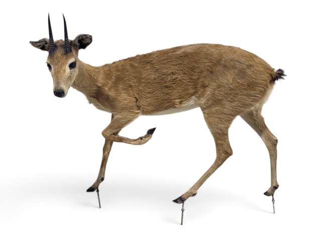 Common Duiker Full-Body Taxidermy Mount