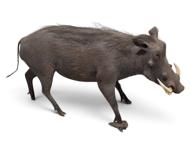 Common Warthog Full-Body Taxidermy Mount
