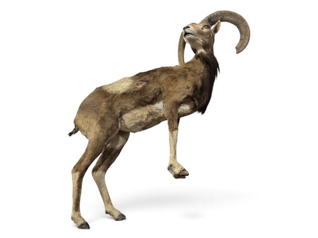 Red Sheep (Hybrid) Full-Body Taxidermy Mount