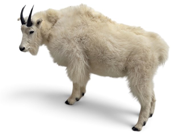 Juvenile Mountain Goat Full-Body Taxidermy Mount