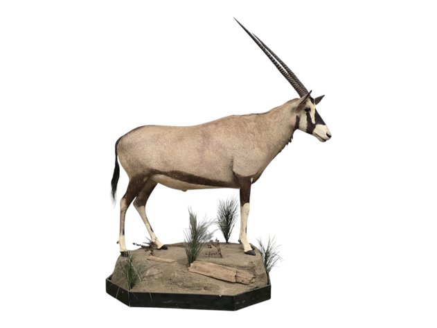 Gemsbok Full-Body Taxidermy Mount