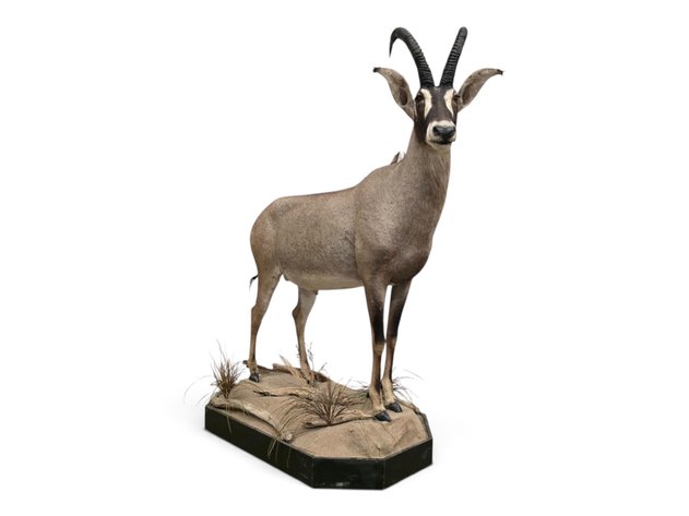Roan Antelope Full-Body Taxidermy Mount