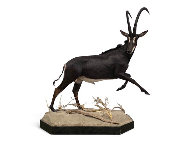 Sable Antelope Full-Body Taxidermy Mount