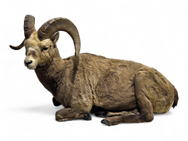 Kamchatka Snow Sheep Full-Body Taxidermy Mount
