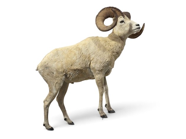 Dall Sheep Full Body Taxidermy Mount