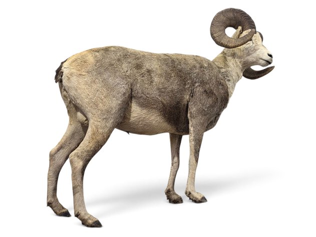 Stone Sheep Full Body Taxidermy Mount