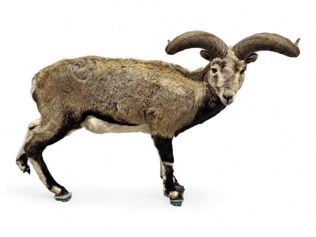Himalayan Blue / Chinese Bharal Sheep Full-Body Taxidermy Mount